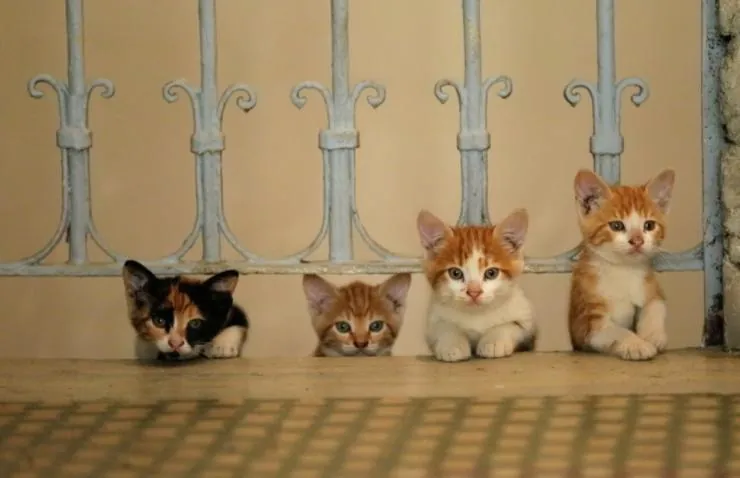 Город кошек (2016) через торрент скачать Город кошек (2016) фильм через торрент скачать