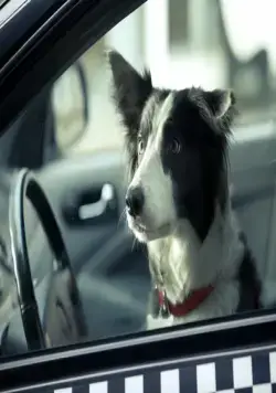 Ёлки лохматые (2014) в хорошем качестве через торрент Ёлки лохматые (2014) фильм в хорошем качестве через торрент