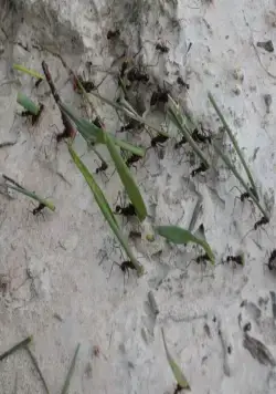 Жизнь (2011) в хорошем качестве через торрент Жизнь (2011) фильм в хорошем качестве через торрент