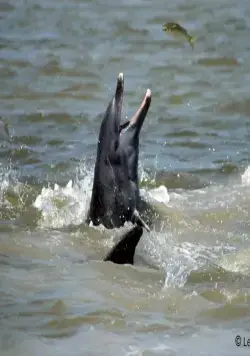 Жизнь (2011) через торрент скачать Жизнь (2011) фильм через торрент скачать