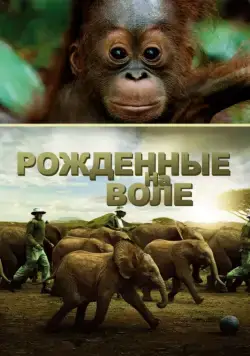 Рожденные на воле / Born to Be Wild (2011) фильм скачать через торрент в хорошем качестве