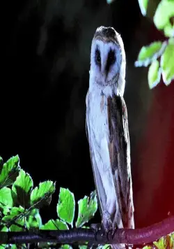 Четвёртый вид (2009) через торрент бесплатно Четвёртый вид (2009) фильм через торрент бесплатно