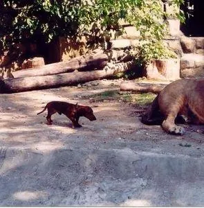 Четыре таксиста и собака (2004) через торрент бесплатно Четыре таксиста и собака (2004) фильм через торрент бесплатно