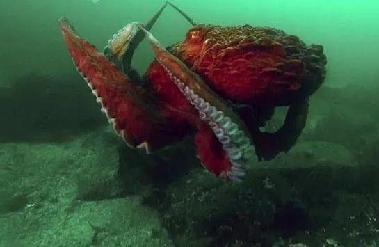 BBC: Жизнь (2009) в хорошем качестве через торрент BBC: Жизнь (2009) сериал в хорошем качестве через торрент