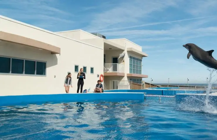 Дельфин Берни (2018) через торрент скачать Дельфин Берни (2018) фильм через торрент скачать