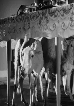 Ангел-истребитель (1962) в хорошем качестве через торрент Ангел-истребитель (1962) фильм в хорошем качестве через торрент