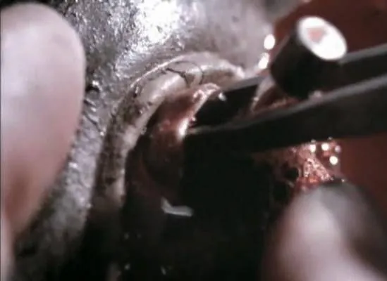 Последний страж (2007) через торрент скачать Последний страж (2007) фильм через торрент скачать