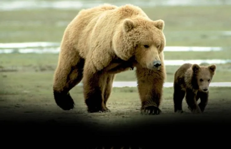 Человек гризли (2005) через торрент скачать Человек гризли (2005) фильм через торрент скачать