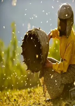 Страна мёда (2019) через торрент скачать Страна мёда (2019) фильм через торрент скачать