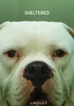 Приют / Dierbaren (2020) фильм скачать через торрент в хорошем качестве