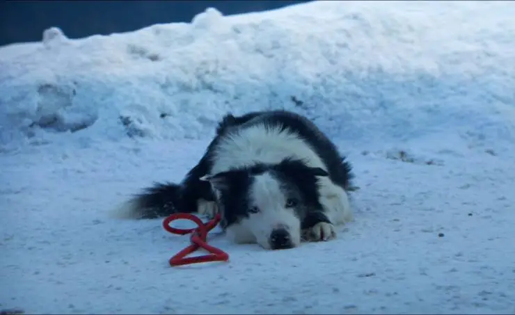 Анатомия падения (2023) через торрент скачать Анатомия падения (2023) фильм через торрент скачать