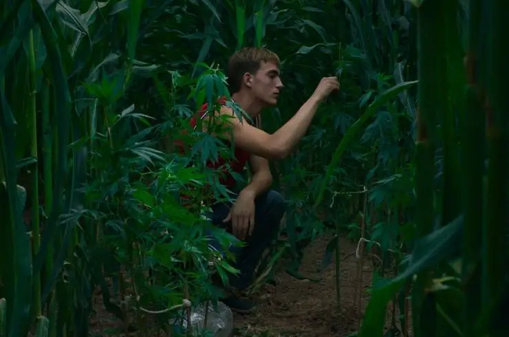 Алькаррас (2022) через торрент бесплатно Алькаррас (2022) фильм через торрент бесплатно