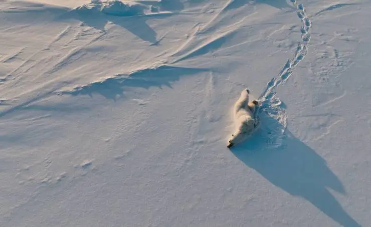 Челюскин. Задание императора (2023) в хорошем качестве через торрент Челюскин. Задание императора (2023) сериал в хорошем качестве через торрент