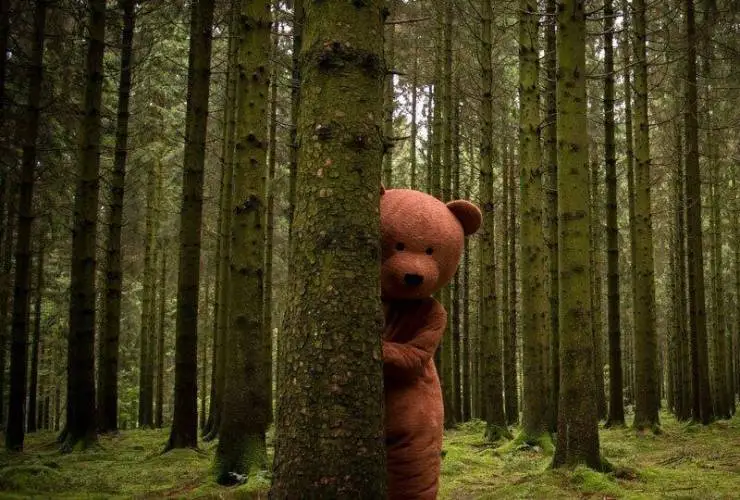 Чёрный медведь (2015) через торрент бесплатно Чёрный медведь (2015) фильм через торрент бесплатно