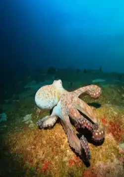 Живое оружие (2016) через торрент бесплатно Живое оружие (2016) сериал через торрент бесплатно