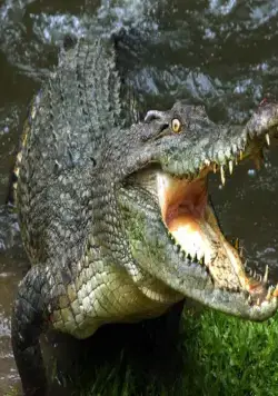 Живое оружие (2016) через торрент скачать Живое оружие (2016) сериал через торрент скачать