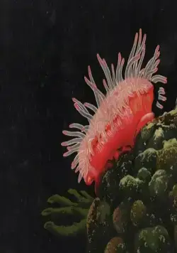 Светлячок (1978) через торрент бесплатно Светлячок (1978) мультфильм через торрент бесплатно