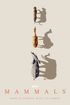 Млекопитающие / Mammals (2024) сериал скачать через торрент в хорошем качестве