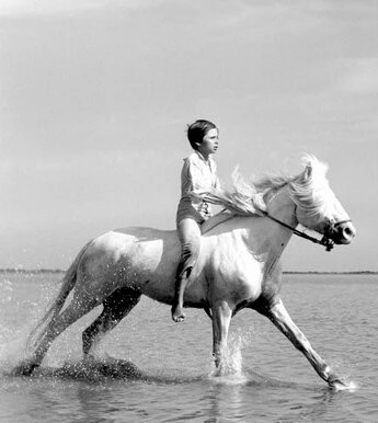 Белая грива: Дикая лошадь (1953) через торрент скачать Белая грива: Дикая лошадь (1953) фильм через торрент скачать