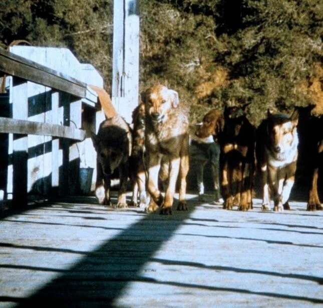 Стая (1977) в хорошем качестве через торрент Стая (1977) фильм в хорошем качестве через торрент