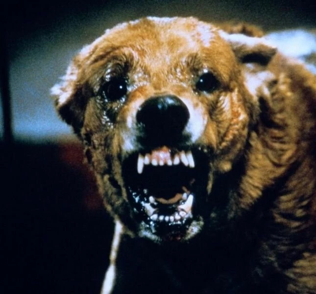 Стая (1977) через торрент бесплатно Стая (1977) фильм через торрент бесплатно