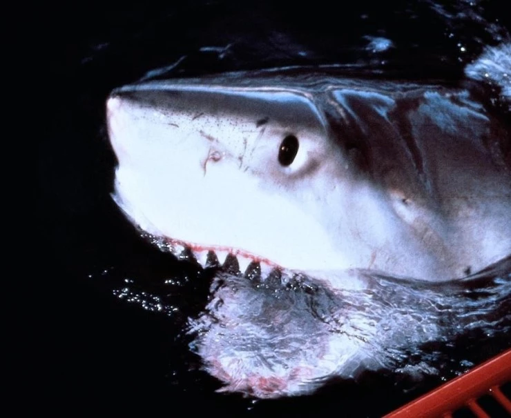 Атлантис (1991) через торрент скачать Атлантис (1991) фильм через торрент скачать